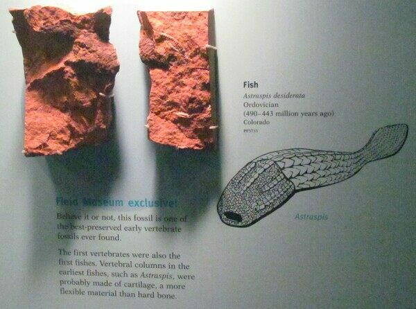 Photo of Astraspis display at the Field Museum in Chicago